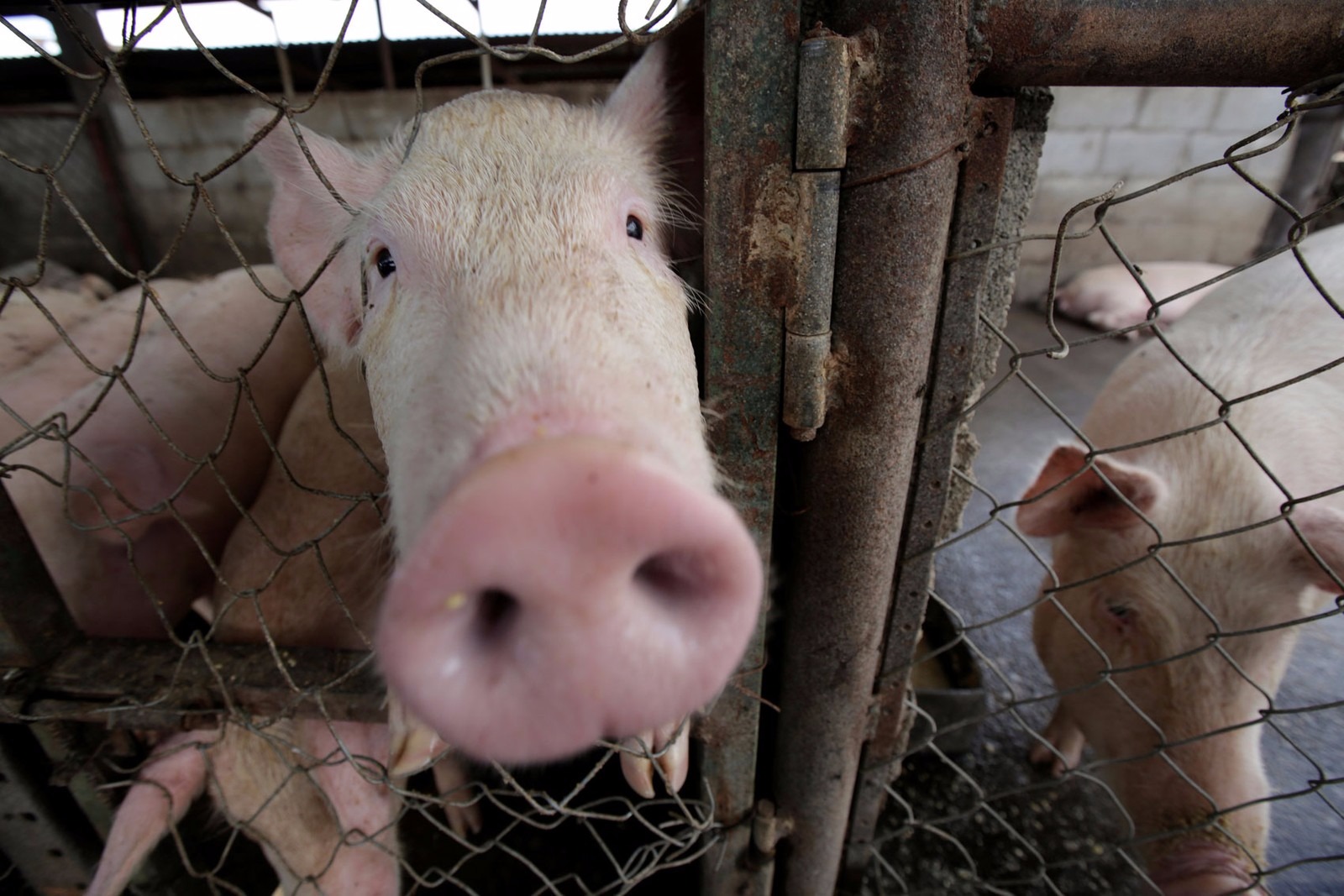 Porcos foram resgatados, depois sacrificados e oferecidos como linguiça aos bombeiros (foto ilustrativa) (Foto: Reuters)