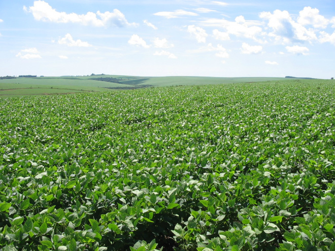 O preço do grão pago pelos países vizinhos é mais atrativo (Foto: Arquivo)